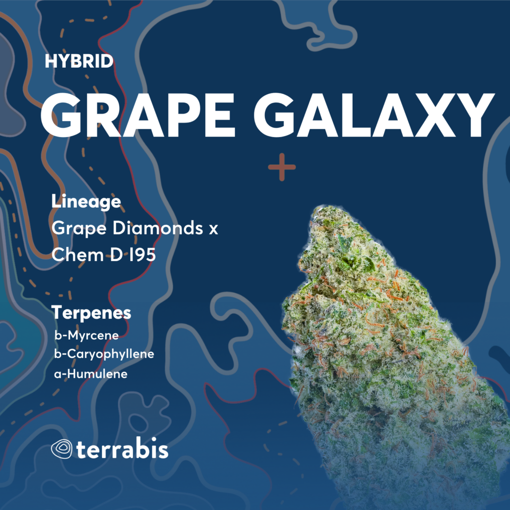 Grape Galaxy Flower Strain